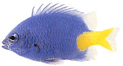 Chrysiptera parasema (Μπλε κυρία με κίτρινη ουρά)
