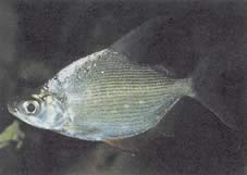 Citharinus citharus Ψηλά πίσω σκατά