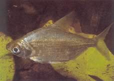 Citharinus congicus Κονγκό Citharine