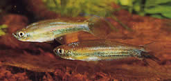 Coelurichthys tenuis Η Tetra Held, Tetra-Barberos