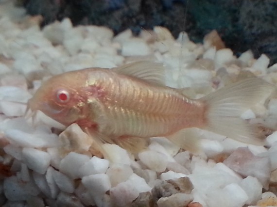 Corydoras aeneus albinos Αλβίνος Corydoras