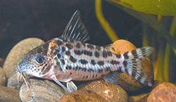 Corydoras agassizi (Agassizi)