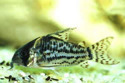 Corydoras schwartzi (Corydoras με πέντε μπάντες)
