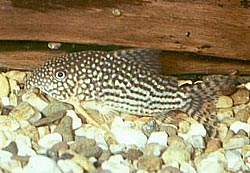 Corydoras sterbai