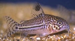 Corydoras trilineatus (Τρεις ζώνης Corydoras)