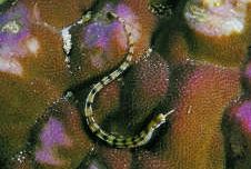 Corythoichthys flavofasciastus Κίτρινο ψάρι