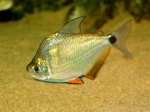 Ctenobrycon spilurus hauxwellianus Characin με υψηλή πλάτη