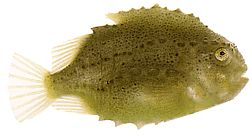 Cyclopterus lumpus