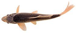 Cyprinus carpio Κοίτα