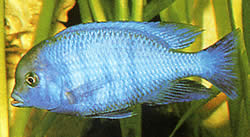 Cyrtocara moorii