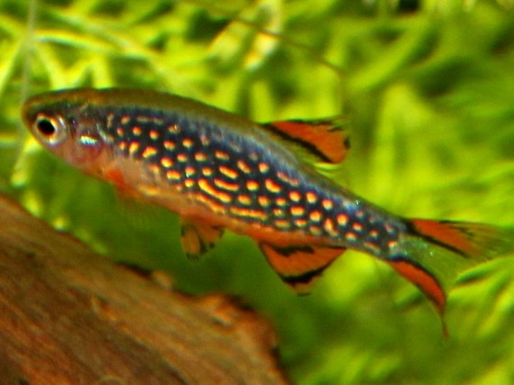 Danio margaritatus (Γαλαξία του Ντάνιου)