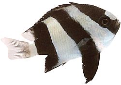 Dascyllus aruanus (Λευκός)