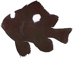 Dascyllus trimaculatus (Τρία σημεία)