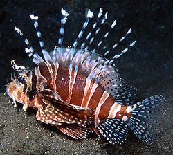 Dendrochirus zebra (Νάνος)