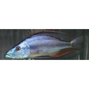 Dimichromis compressiceps (Μαλάουι ματιών Cichlid Eye)