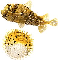 Diodon holocanthus (Ακανθώδης ανεμιστήρας)