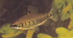 Distichodus decemmaculatus (Νάνος Distichodus)