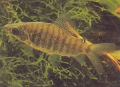 Distichodus fasciolatus (Γκρίζα ριγέ περιοχή)