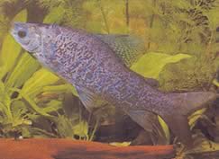Distichodus notospilus (Διαταραχή)