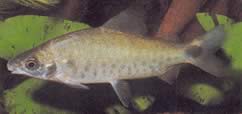 Distichodus rostratus (Distitichodus στο Rostre)