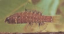 Elachocharax georgiae (Νάνος Tetrager)