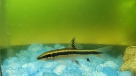 Epalzeorhynchus kallopterus (Όμορφα πτερύγια)