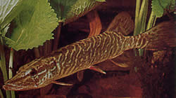 Esox lucius (Ευρώπη)