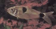 Exodon paradoxus (Tetra-tiger με δύο σημεία)