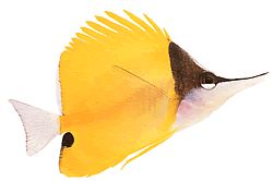 Forcipiger longirostris (Chelmon με μακρύ ράμφος)