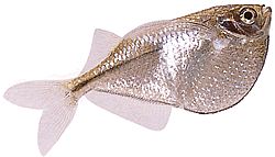 Gasteropelecus sternicla Ασήμι