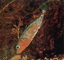 Gasterosteus aculeatus linne