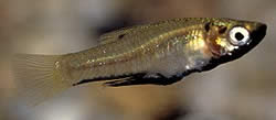 Girardinus metallicus Μεταλλικός girardinus