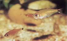 Gnathocharax steindachneri (Δάγκωμα tetra)