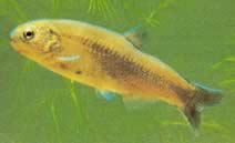 Gymnocharacinus bergi Το γυμνό χαρακτήρα της Παταγονίας