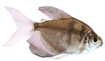 Gymnocorymbus ternetzi Μαύρη χήρα