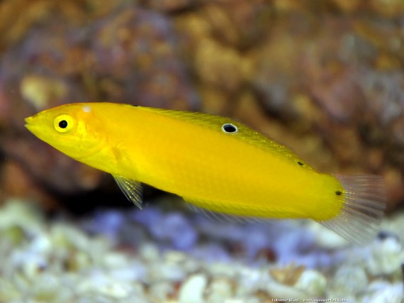 Halichoeres Chrysus (Κίτρινο / Labre Canary)