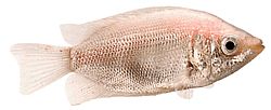 Helostoma temmincki (Φιλί - δυσκολία Gourami)