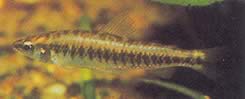 Hemigrammocharax multifasciatus Αφρικανική καρώτατη