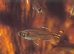 Hemigrammopetersius caudalis