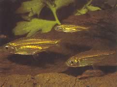Hemigrammopetersius septentrionalis (Βόρεια αφρικανική Tetra-néon)