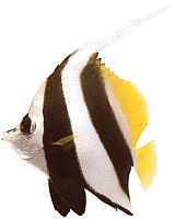 Heniochus acuminatus (Τσιμπούρι)