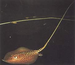 Himantura oxyrhynchus