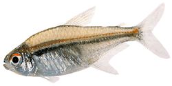 Hyphessobrycon heterorhabdus (Βελγική σημαία)