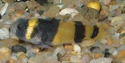 Hypogymnogobius xanthozona (Υπογαλογνογόβιος)
