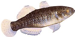 Hypseleotris compressus