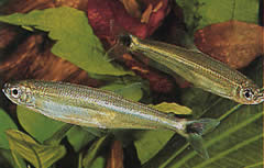 Iguanodectes spilurus (Τετράωρο)