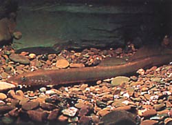 Lampetra fluviatilis (Λυχνία)