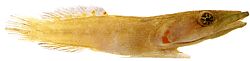 Lepadogaster candollei Ράβδος