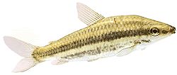 Leporinus arcus (Arcus του Leporinus)
