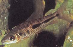 Leporinus moralesi Λεπόρρινος ώριμος